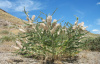 Астрагал лисохвостный (лат. Astragalus alopecurus), семена 