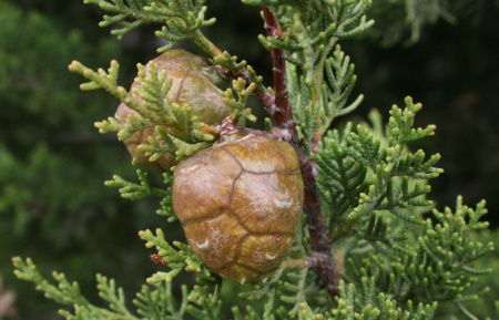 Кипарис вечнозелёный (лат. Cupressus sempervirens), семена