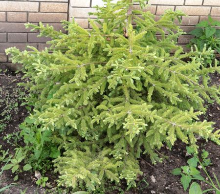 Ель сербская (лат. Picea omorika), семена