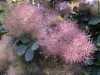 Скумпия кожевенная (лат. Cotinus coggygria), семена 