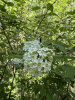 Пузыреплодник амурский (лат. Physocarpus amurensis), семена