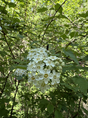 Пузыреплодник амурский (лат. Physocarpus amurensis), семена