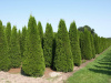 Туя западная Брабант (лат. Thuja occidentalis 'Brabant'), семена
