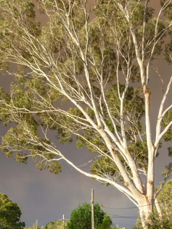 Эвкалипт лимонный (лат. Eucalyptus citriodora), саженец, 1 шт