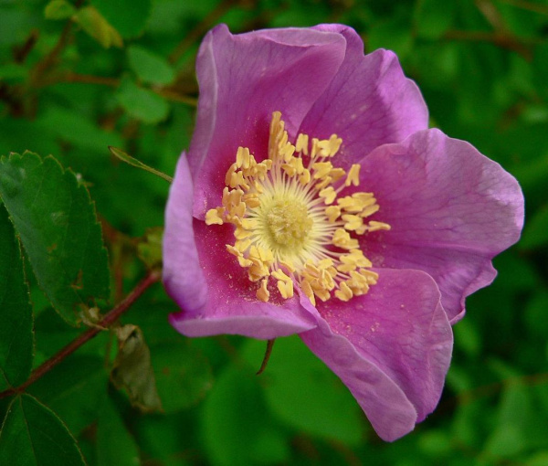 Роза нутканская (лат. Rosa nutkana), семена