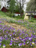 Фиалка трёхцветная, или анютины глазки (лат. Viola tricolor), семена 50 шт