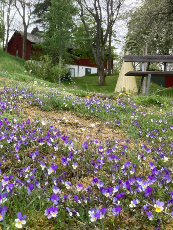 Фиалка трёхцветная, или анютины глазки (лат. Viola tricolor), семена 50 шт