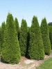 Туя западная Брабант (лат. Thuja occidentalis 'Brabant'), семена