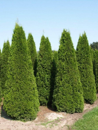 Туя западная Брабант (лат. Thuja occidentalis 'Brabant'), семена
