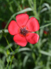 Лен крупноцветковый красный (лат. Linum grandiflorum), семена 100 шт