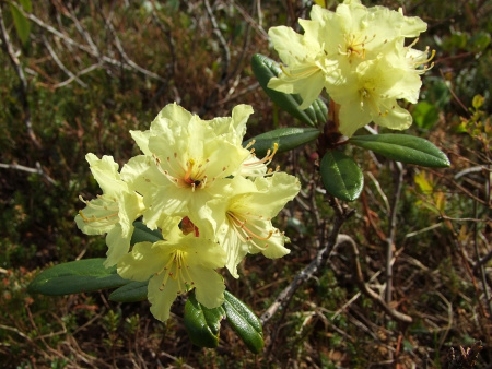 Рододендрон золотистый (лат. Rhododendron aureum), семена 0,02 грамма