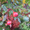 Роза блестящая (лат. Rosa nitida), семена 