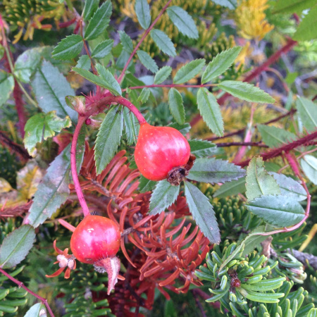 Роза блестящая (лат. Rosa nitida), семена 