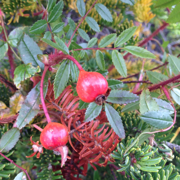 Роза блестящая (лат. Rosa nitida), семена 
