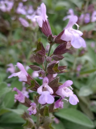 Шалфей лекарственный (лат. Salvia officinalis), 100 шт