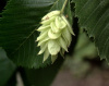Хмелеграб виргинский, или Хмелеграб американский (лат. Ostrya virginiana), семена