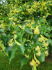 Липа американская (лат. Tilia americana), семена