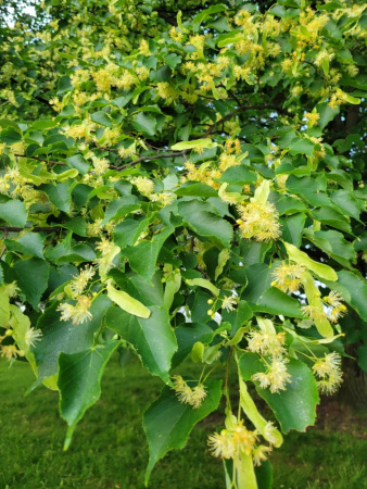 Липа американская (лат. Tilia americana), семена