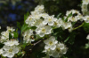 Боярышник Максимовича (лат. Crataegus maximowiczii), семена