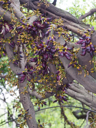 Мукуна вечнозелёная (лат. Mucuna sempervirens) 5 шт, семена