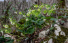 Морозник кавказский (лат. Helleborus caucasicus), семена