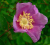 Роза нутканская (лат. Rosa nutkana), семена