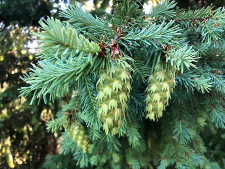 Псевдотсуга Мензиса (лат. Pseudotsuga menziesii), ф. голубая, семена
