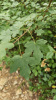 Клен полевой (лат. Acer campestre), семена