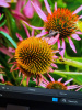 Эхинацея пурпурная (лат. Echinacea purpurea), семена 100 шт