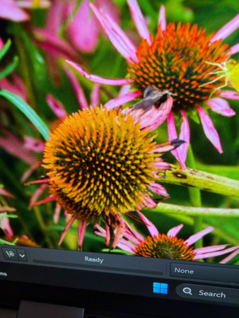 Эхинацея пурпурная (лат. Echinacea purpurea), семена 100 шт