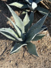 Агава американская (лат. Agave americana), семена