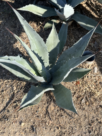 Агава американская (лат. Agave americana), семена