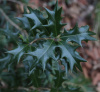 Османтус разнолистый (лат. Osmanthus heterophyllus), семена