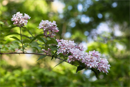 Кольквиция прелестная (лат. Kolkwitzia amabilis), семена