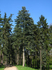Пихта одноцветная (лат. Abies concolor), семена