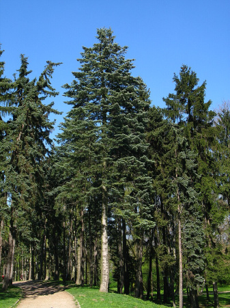 Пихта одноцветная (лат. Abies concolor), семена