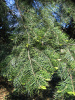 Пихта одноцветная Лау (Abies concolor f. lowiana), семена