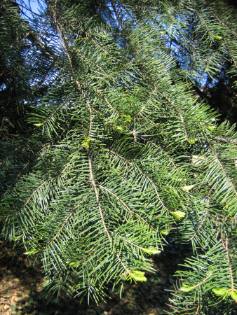 Пихта одноцветная Лау (Abies concolor f. lowiana), семена