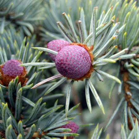 Ель колючая, или Ель голубая (лат. Picea pungens), семена