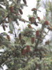 Ель Мейера (лат. Picea meyeri), семена