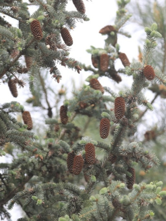 Ель Мейера (лат. Picea meyeri), семена
