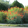 Цезальпиния красивейшая "Павлиний цветок" (лат. Caesalpinia pulcherrima), семена