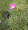Шиповник донецкий бесшипный (лат. Rosa donetzica), семена