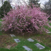 Вишня железистая (лат. Prunus glandulosa), семена