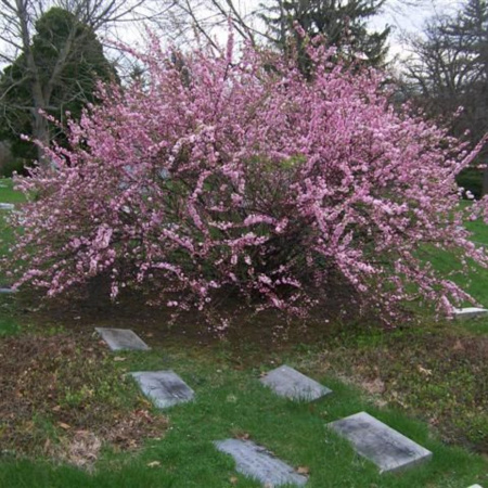 Вишня железистая (лат. Prunus glandulosa), семена