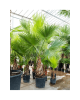 Пальма Вашингтония крепкая (лат. Washingtonia robusta), семена
