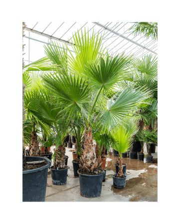 Пальма Вашингтония крепкая (лат. Washingtonia robusta), семена