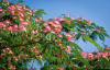 Ленкоранская акация розовая, или Альбиция ленкоранская (лат. Albizia julibrissin), семена