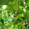Фундук Трапезунд (лат. Corylus avellana 'Trebizond'), семена
