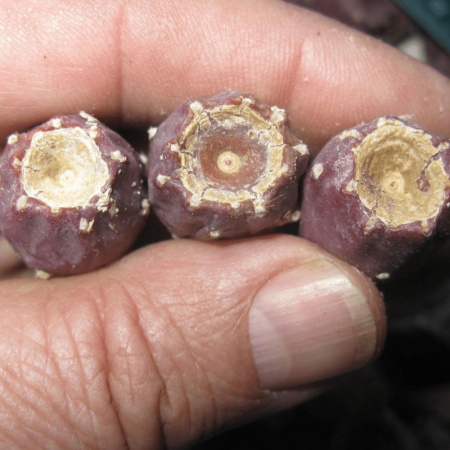Кактус Опунция крупнокорнивищная(лат. Opuntia macrorhiza), семена 0,2 грамма